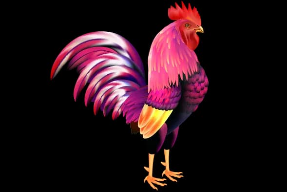 cockfight